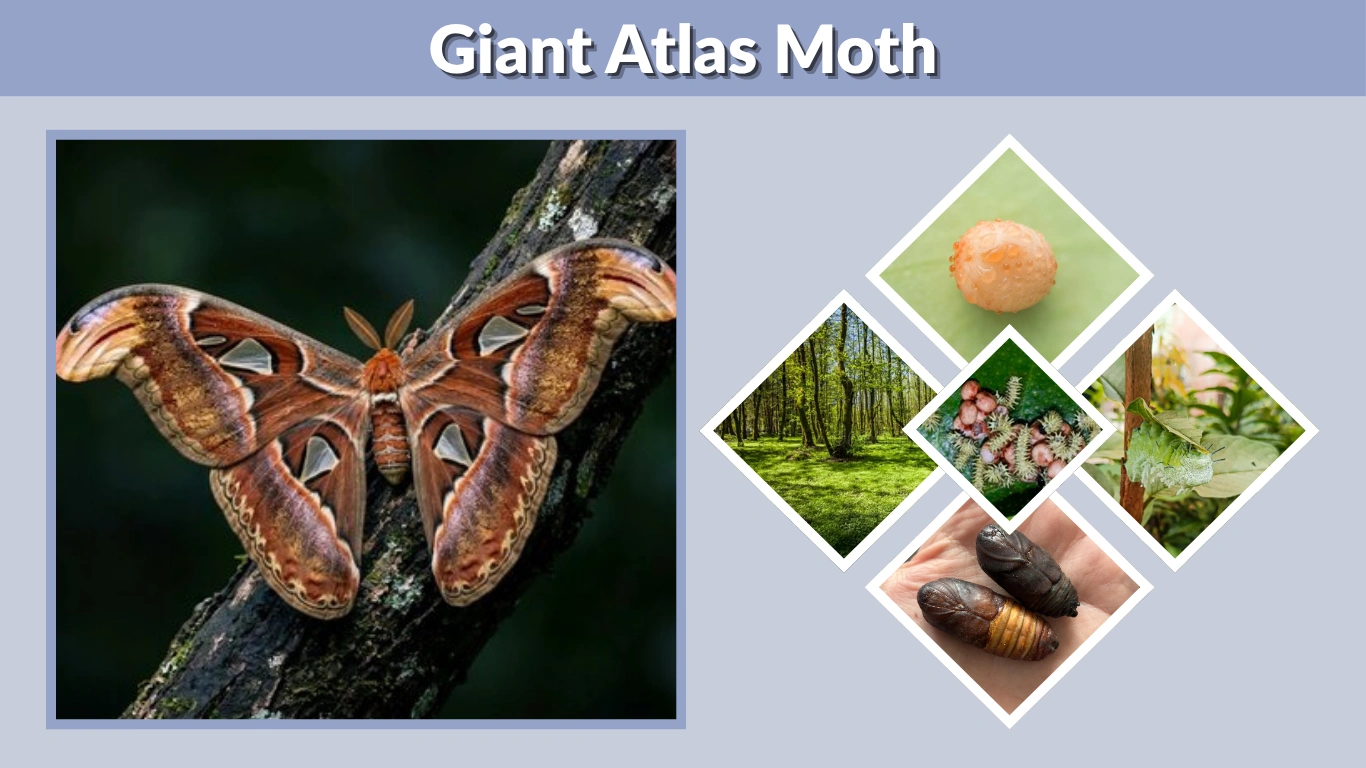 Giant Atlas Moth Life Cycle, Lifespan, Diet and Care Guide 