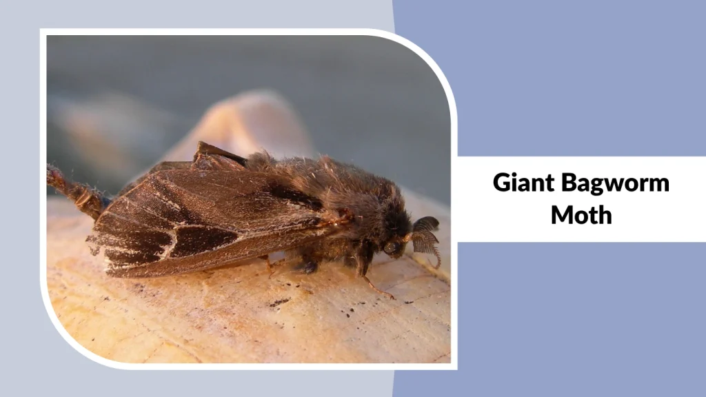 Giant Bagworm Moth