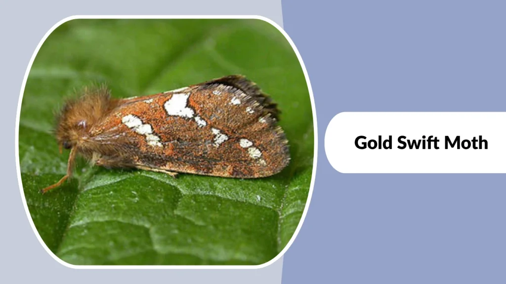 Gold Swift Moth