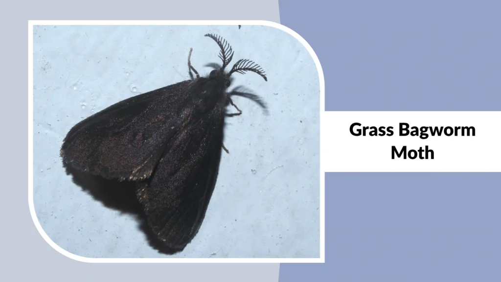 Grass Bagworm Moth