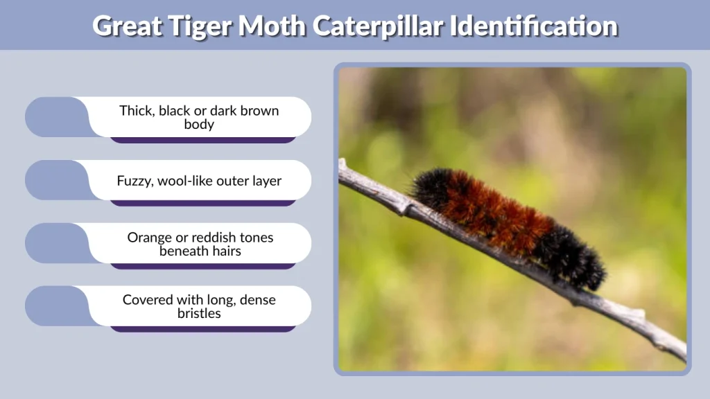 Great Tiger Moth Caterpillar Identification