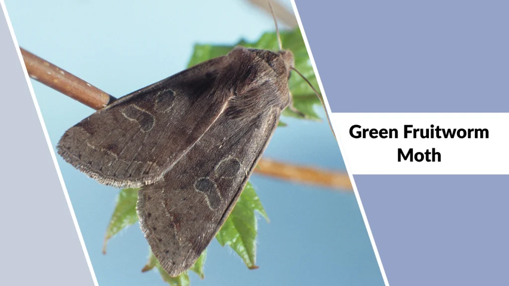 Green Fruitworm Moth