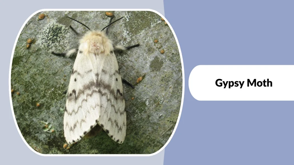 Gypsy Moth