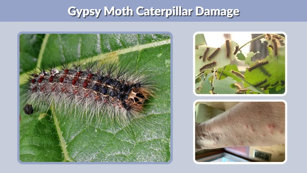 Gypsy Moth Caterpillar Damage