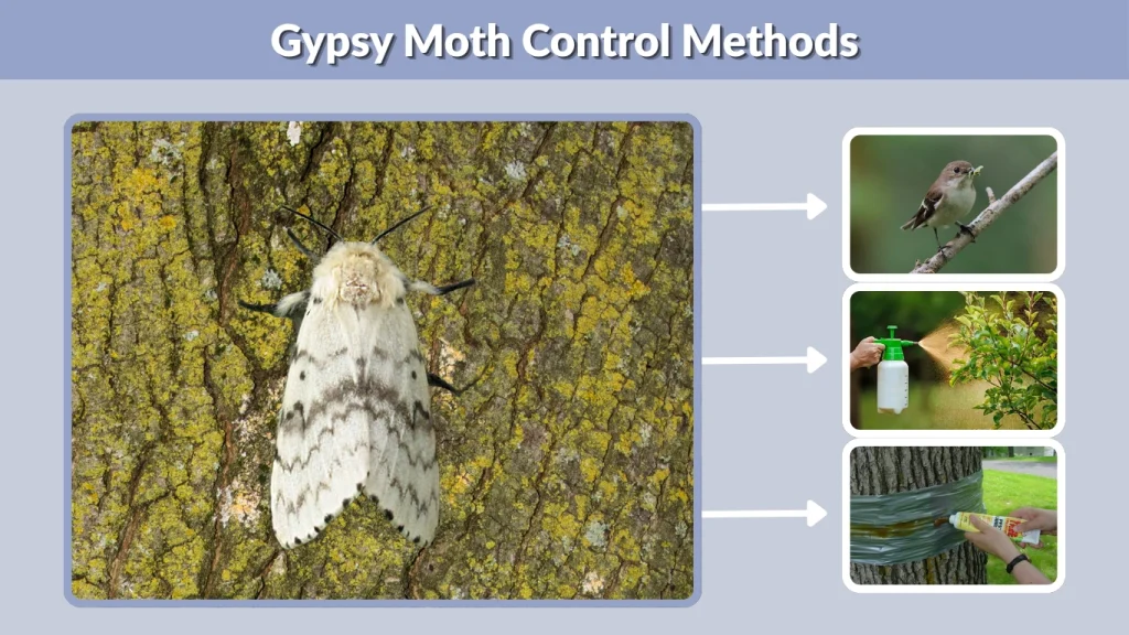 Gypsy Moth Control Methods