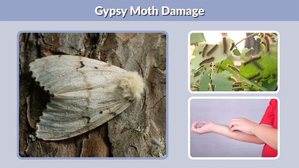 Gypsy Moth Damage