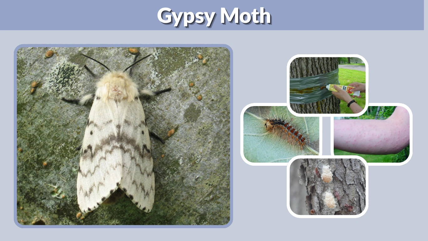 Gypsy Moth Life Cycle, Damage and Control Guide