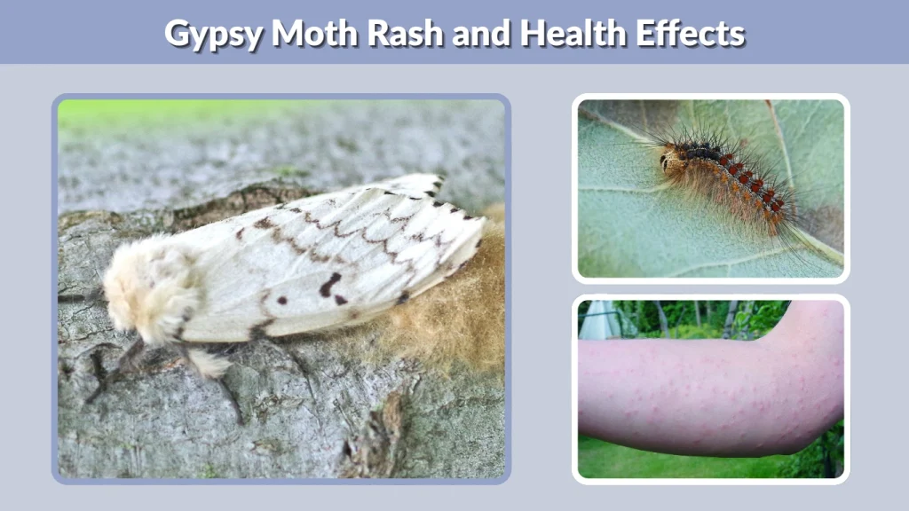 Gypsy Moth Rash and Health Effects