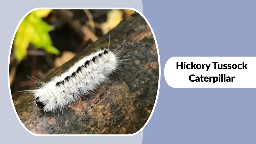 Hickory Tussock Caterpillar