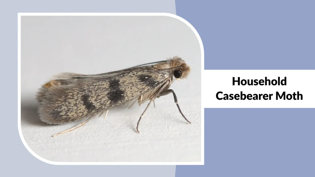 Household Casebearer Moth
