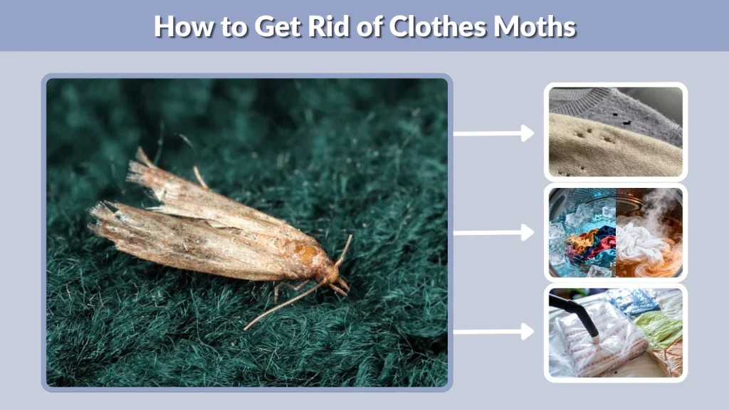 How to Get Rid of Clothes Moths