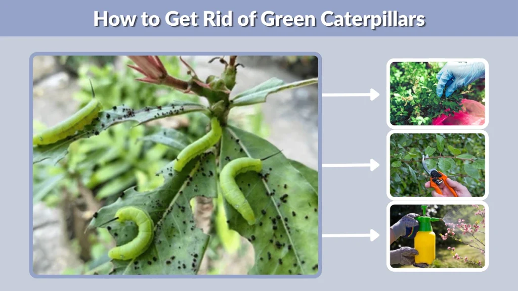 How to Get Rid of Green Caterpillars