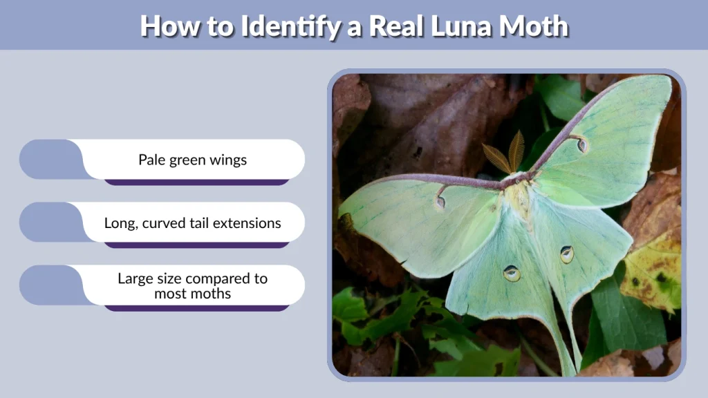 How to Identify a Real Luna Moth