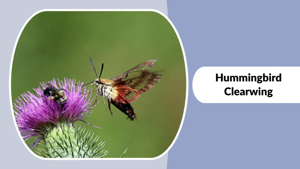 Hummingbird Clearwing