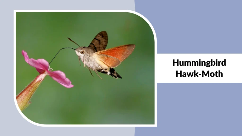 Hummingbird Hawk-Moth