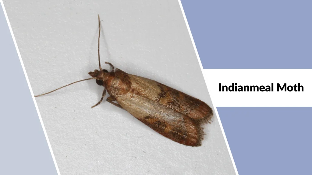 Indianmeal Moth