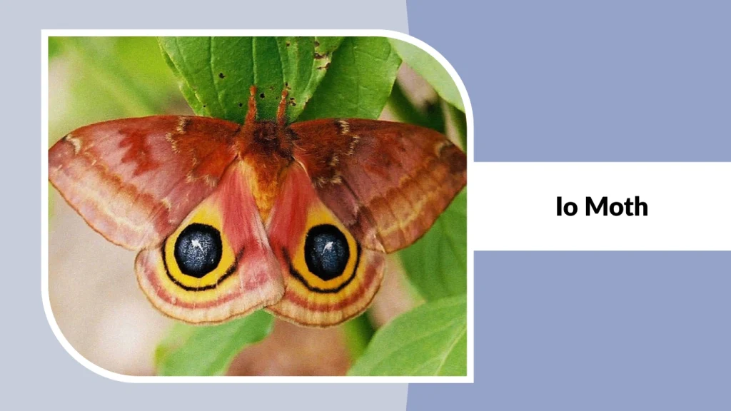 Io Moth