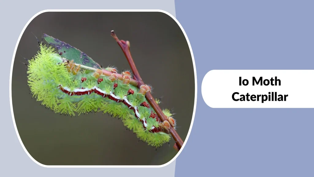 Io Moth Caterpillar