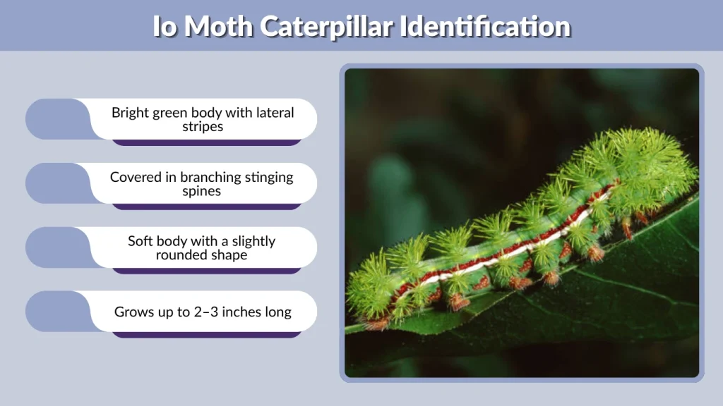 Io Moth Caterpillar Identification
