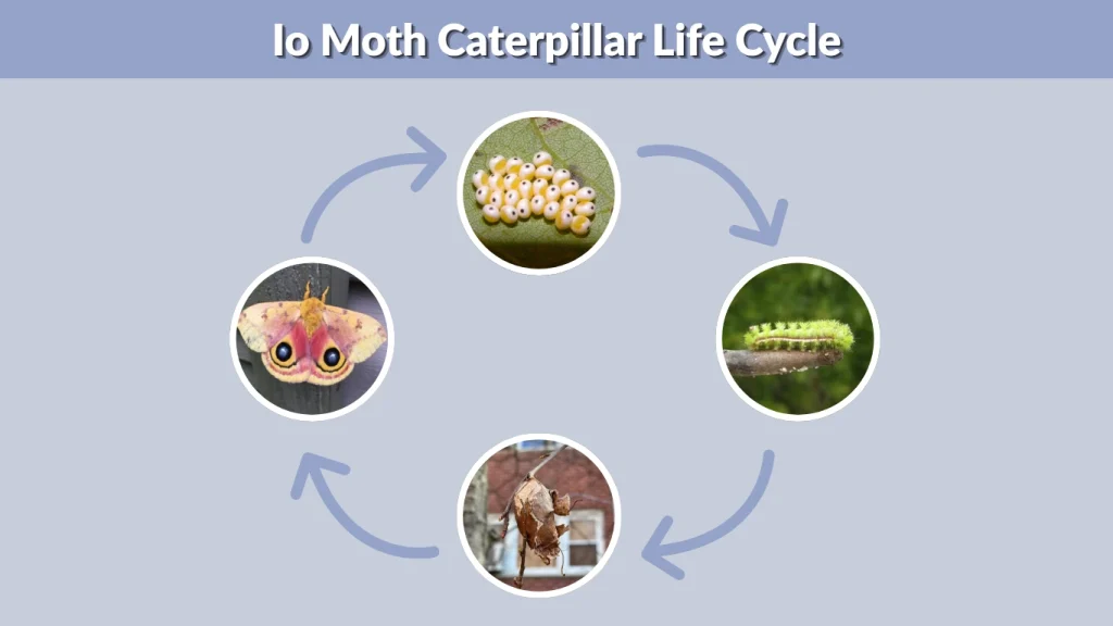 Io Moth Caterpillar Life Cycle