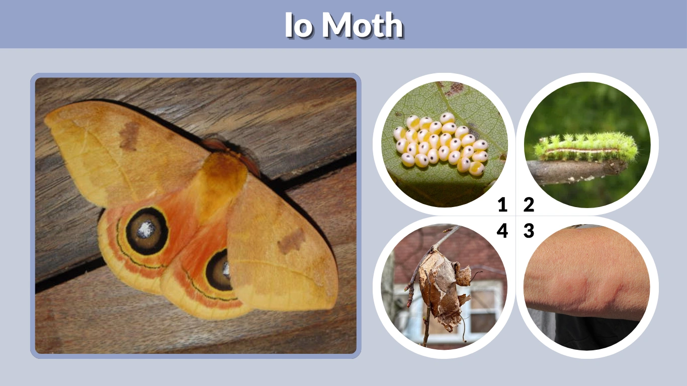 Io Moth Caterpillar Sting, Diet and Life Cycle