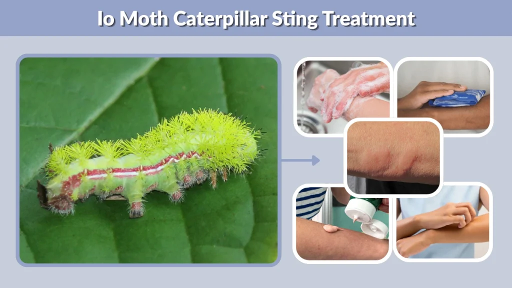 Io Moth Caterpillar Sting Treatment