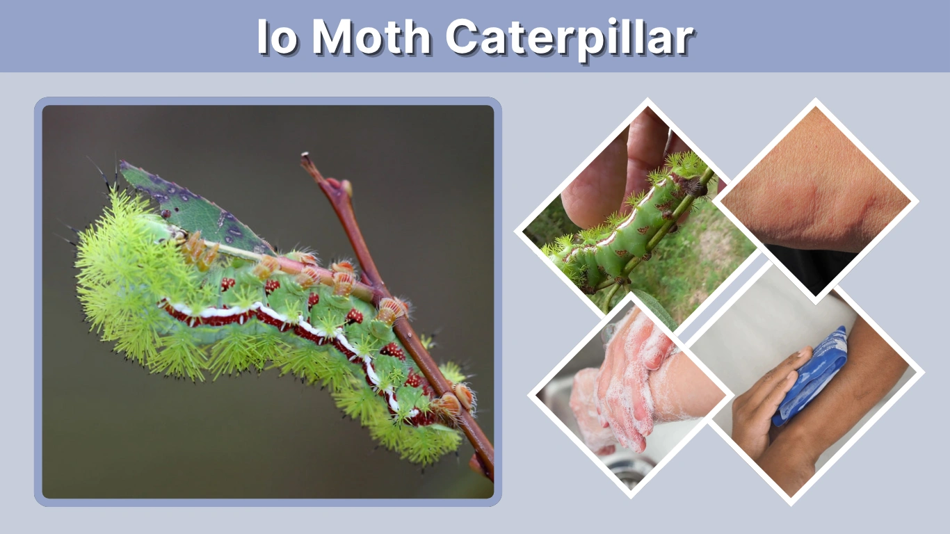 Io Moth Caterpillar Sting Treatment, Diet and Facts