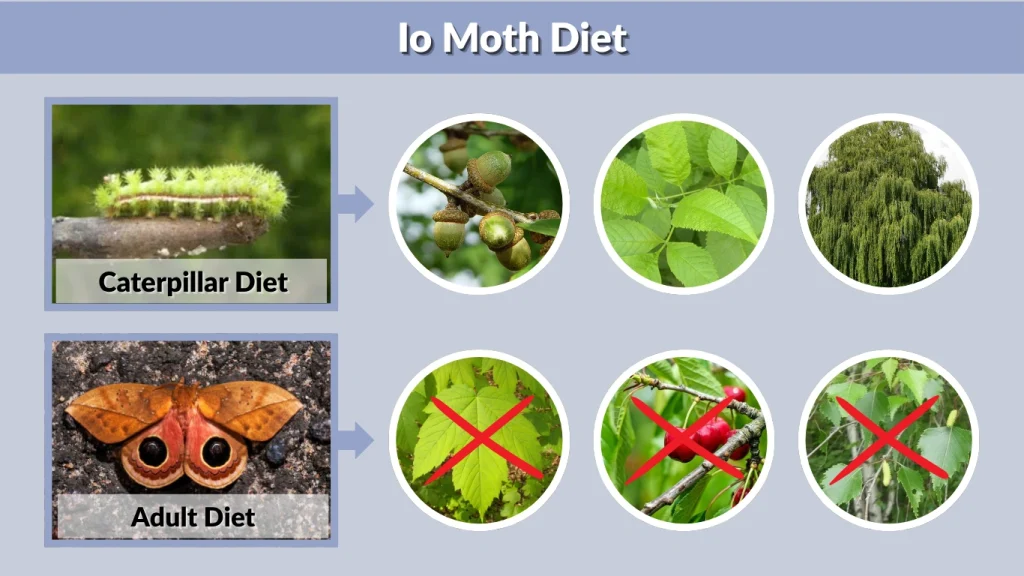 Io Moth Diet