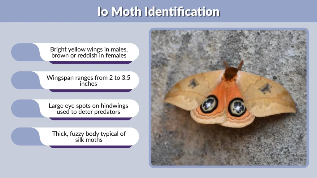 Io Moth Identification