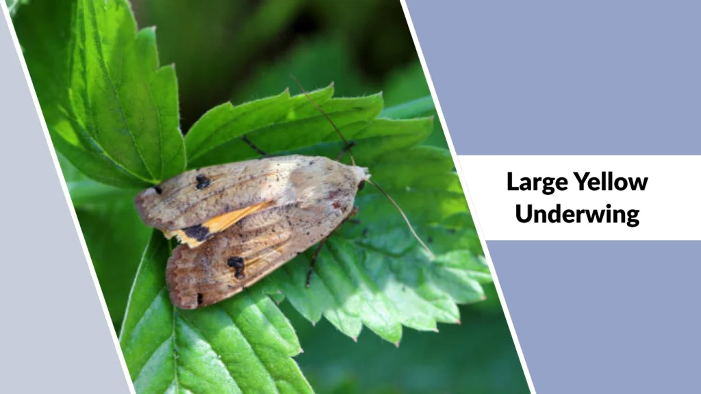 Large Yellow Underwing