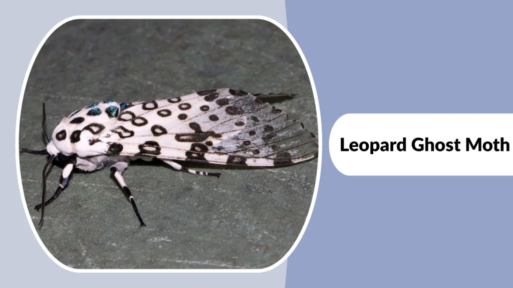 Leopard Ghost Moth