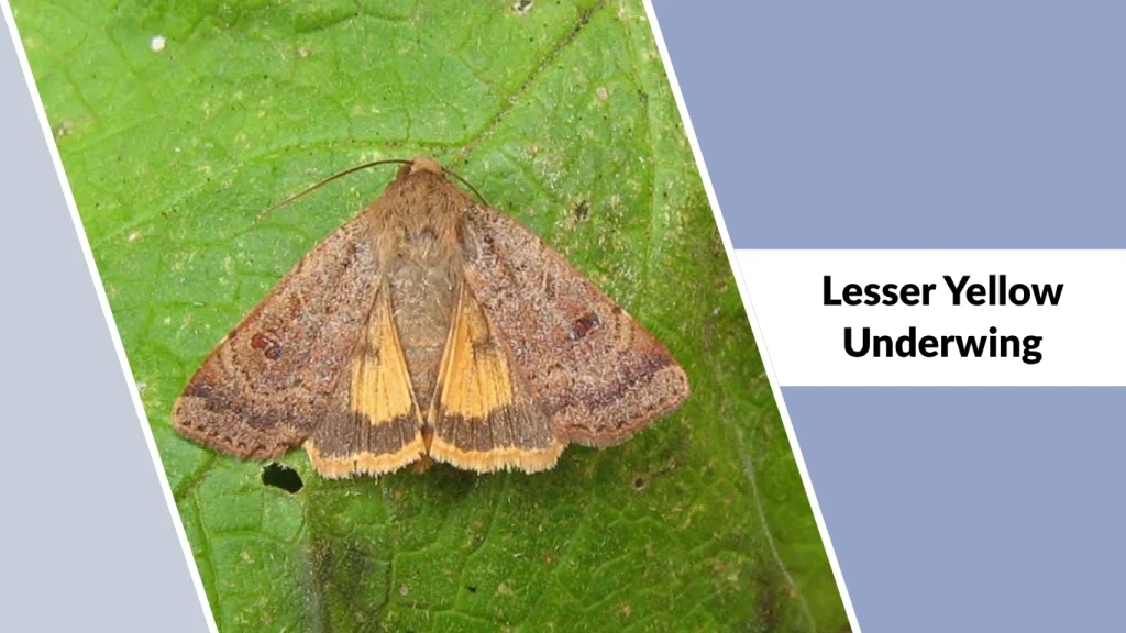 Lesser Yellow Underwing