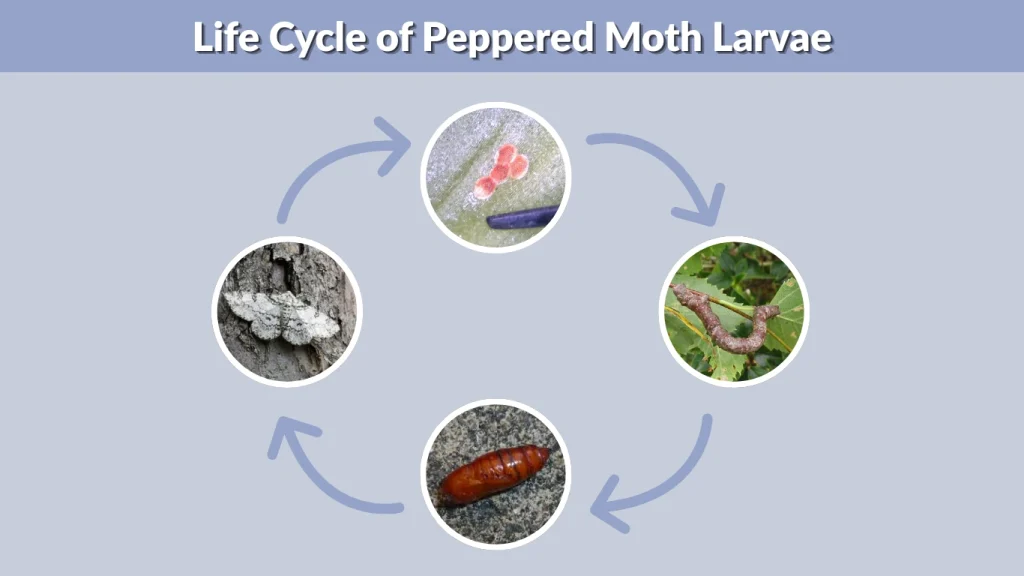 Life Cycle of Peppered Moth Larvae
