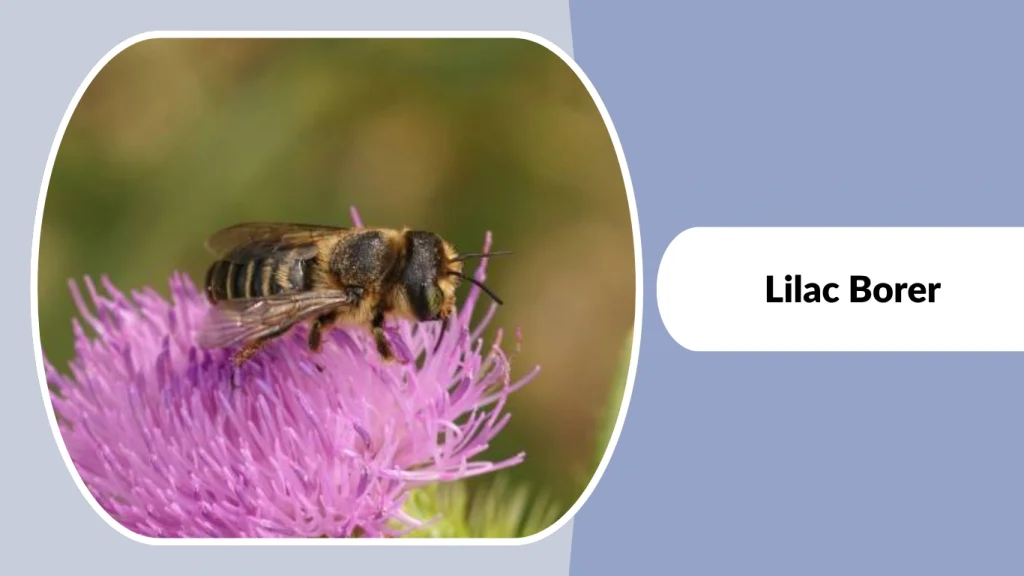 Lilac Borer