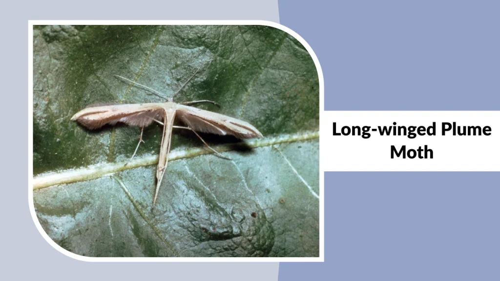 Long-winged Plume Moth