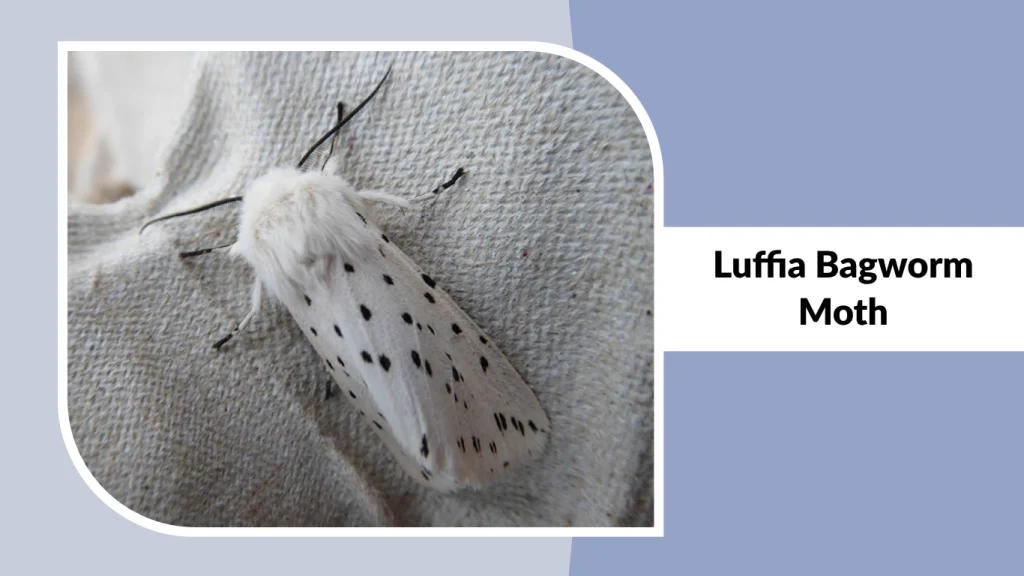 Luffia Bagworm Moth