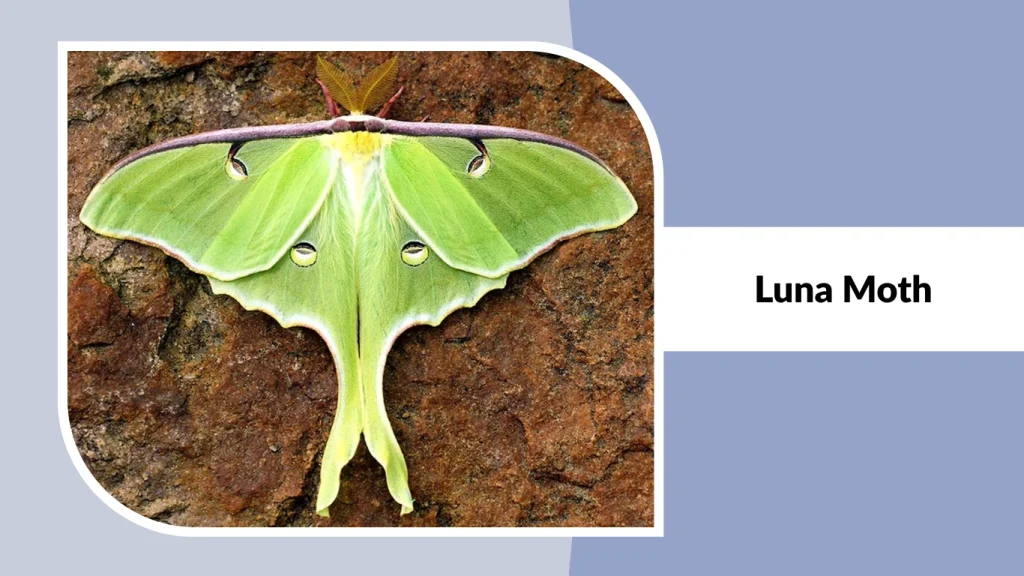 15 Types of Pretty Moth Species: Identification with Pictures