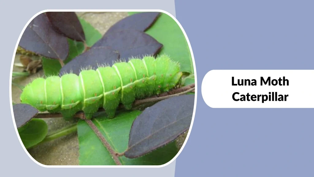 Luna Moth Caterpillar