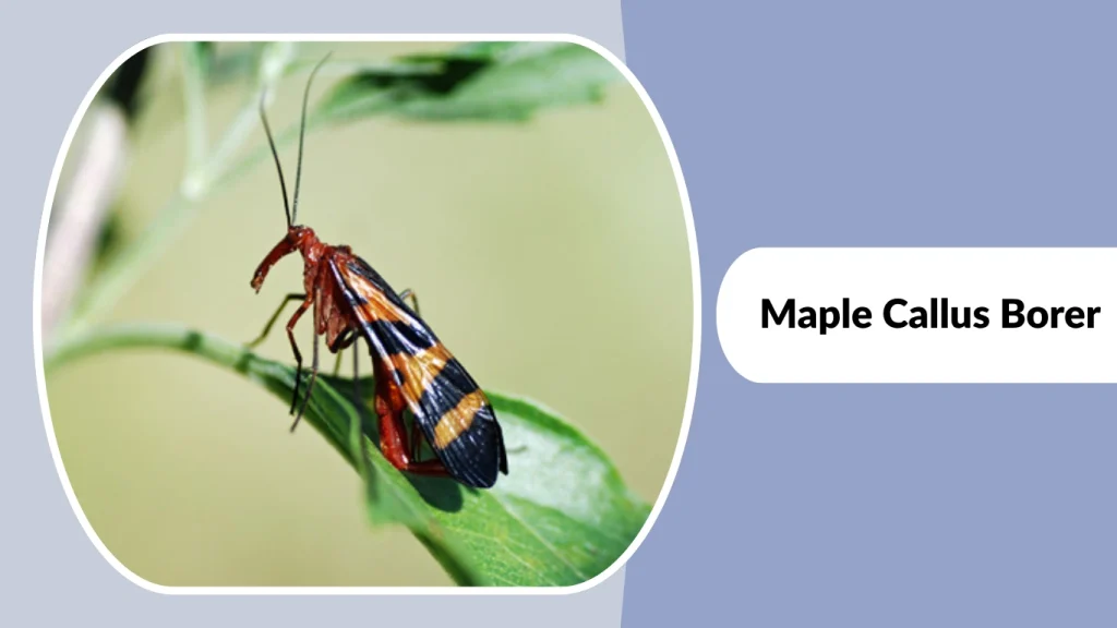 Maple Callus Borer