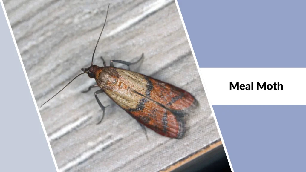 Meal Moth
