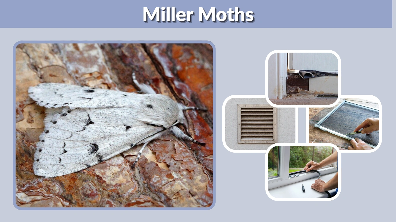 Miller Moths Life Cycle, Migration, Facts & Prevention Tips