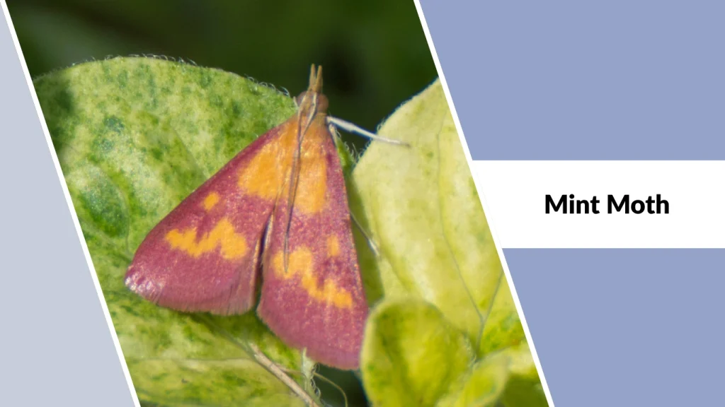Mint Moth