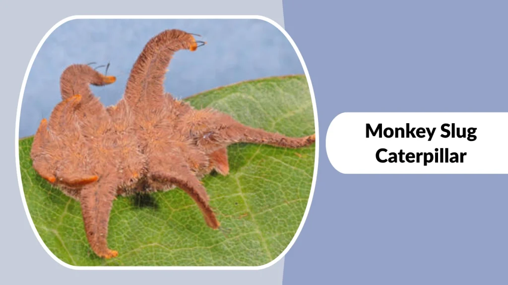 Monkey Slug Caterpillar