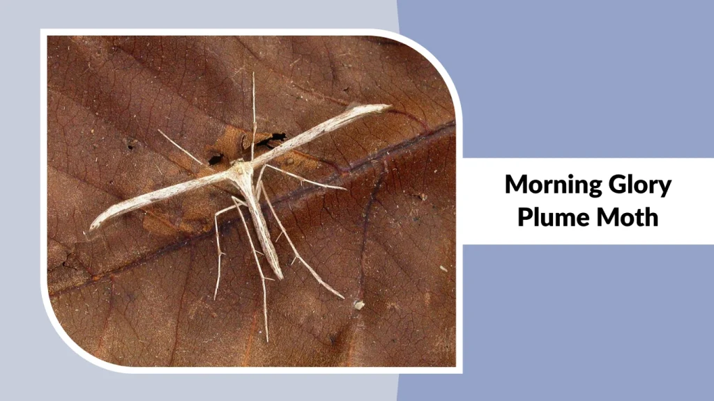 Morning Glory Plume Moth