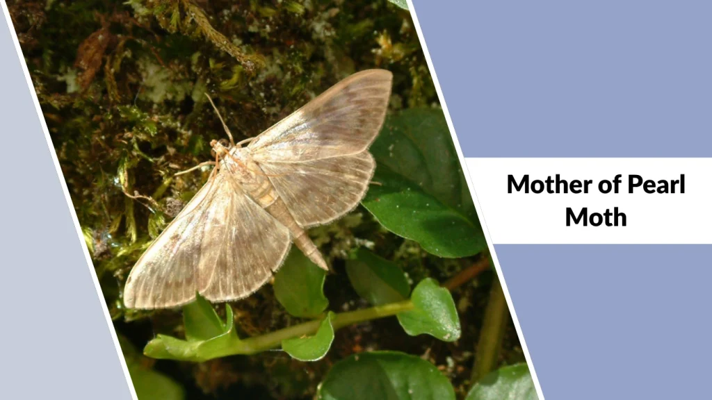 Mother of Pearl Moth