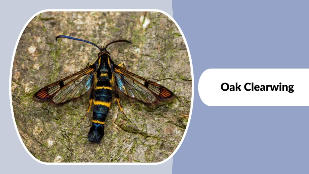 Oak Clearwing