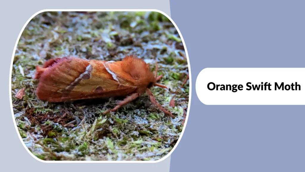 Orange Swift Moth