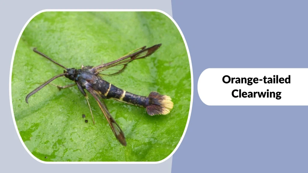 Orange-tailed Clearwing