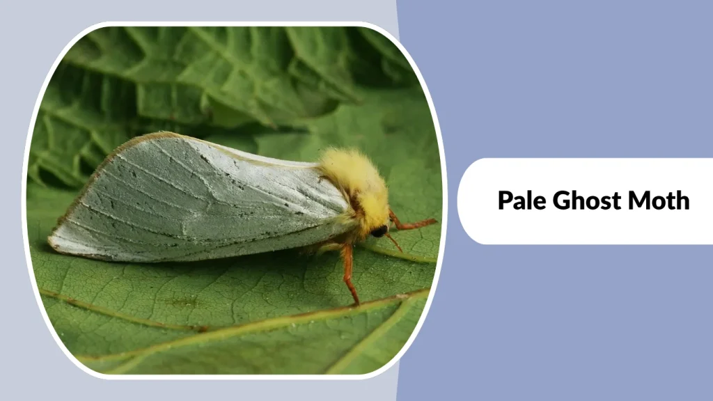 Pale Ghost Moth