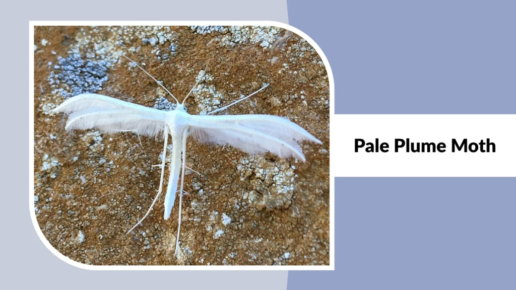 Pale Plume Moth
